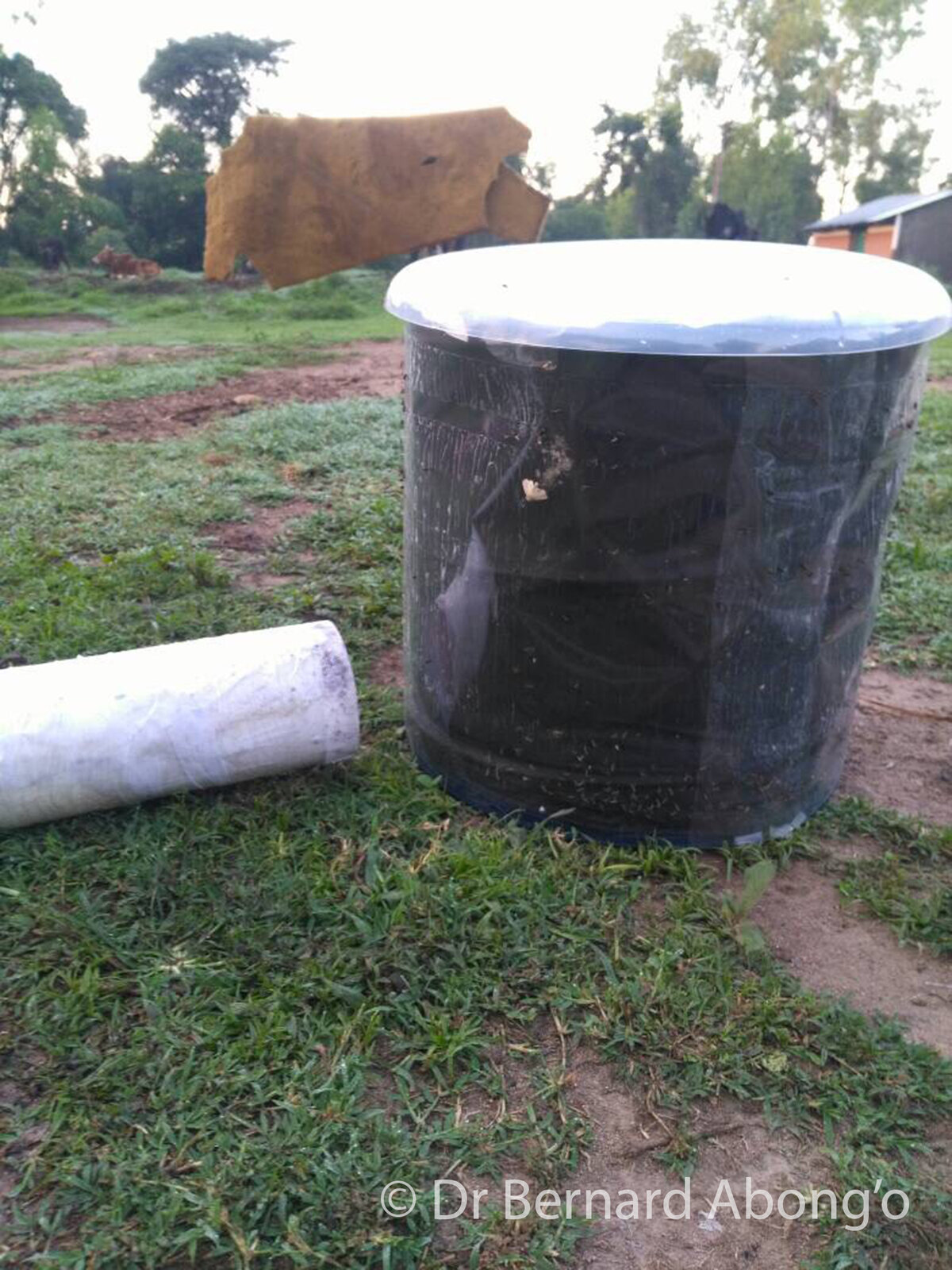 Test a novel trap design against standard surveillance techniques